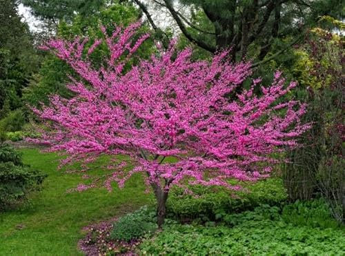 Cercis siliquastrum Albero di Giuda pianta in vaso 3 litri h 80/100 cm Vivaio di Castelletto