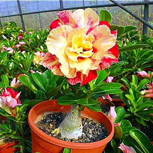 WüStenrosenzwiebel,Winterhart,WüStenrose Pflanze Groß,WüStenrose Winterhart,DüRretolerant,Adenium Pflanze-1Zwiebeln-C