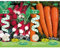 Germisem Saatband Möhren NANTES 6m, mehrfarbig, EC9060 & Saatband Radieschen Mischung 6m, mehrfarbig, EC9063