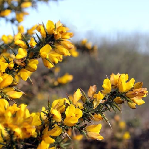 100 pcs ginster blumen samen - blumenwiese samen mehrjährig winterhart,Cytisus scoparius, winterfeste pflanzen für balkon bienenwiese saatgut deko modern wildblumensamen mehrjährig