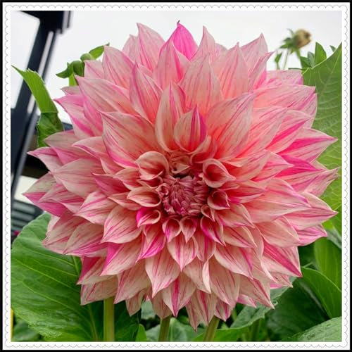 Dahlienknollen mit großen, mehrfarbigen Blüten, die sehr dekorativ sind,dahlien knollen winterhart-4zwiebeln-E