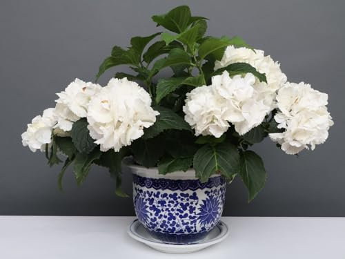 Yajutang China Porzellan Blumentopf Blau-Weiß mit Lotusblumen Ø 24cm