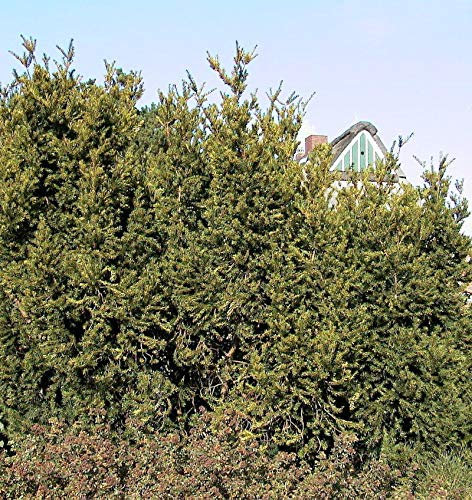 Eibe Hillii 25-30cm - Taxus media