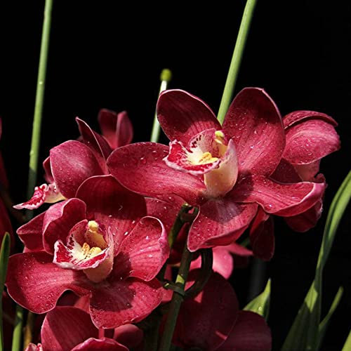 Haloppe 100Pcs Orchidea Fiori Piante Semi per la casa Giardino Piantare, Arrampicata Cymbidium Orchidea Semi di fiori Casa Finestra Giardino Ornamento in vaso