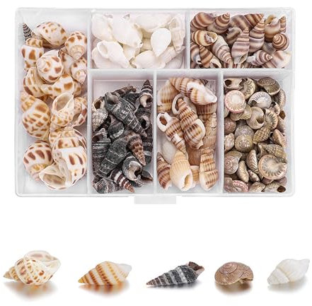 MQWDGJ Muscheln, 100 Stücke 1-3cm Muscheln Deko, Muscheln zum Basteln Gemischte Muscheln Natürliche Muscheln Deko für Armbandschmuck Vase Füllstoffe Fisch Panzer DIY Kunsthandwerk