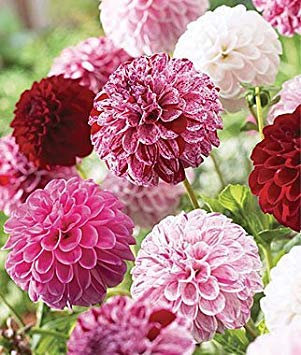 Petsdelite ® Dahlie Topf Glückssamen – My Secret Gardens