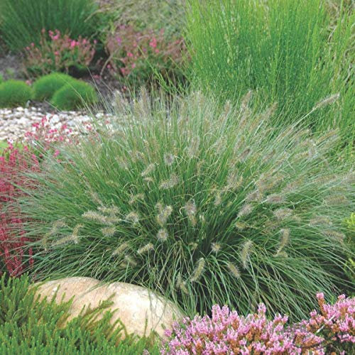 3 x Pennisetum alopecuroides 'Hameln' im 1 Liter Topf (Ziergras/Gräser/Winterhart/Mehrjährig/Staude/Stauden) Lampenputzergras - Vielseitige Eleganz für moderne Landschaften - von Stauden Gänge