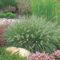 3 x Pennisetum alopecuroides 'Hameln' im 1 Liter Topf (Ziergras/Gräser/Winterhart/Mehrjährig/Staude/Stauden) Lampenputzergras - Vielseitige Eleganz für moderne Landschaften - von Stauden Gänge