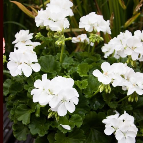 50 pcs geranien pflanzen winterhart samen - deko bodendecker winterhart mehrjährig geranie,Pelargonium hortorum, dachbegrünung hochbeete für garten blumenwiese samen wildblumensamen
