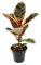 Rotbunter Gummibaum - Ficus elastica Belize - 17cm Topf