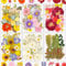 Resiners 174 Stück Retro Stil Getrocknete Blumen Natürliche Gepresste Getrocknete Blumen Blätter für Harz Schmuck Machen, DIY Kerzen, Anhänger, Handyhüllen, Fotorahmen, Bath Bombs, Scrapbook