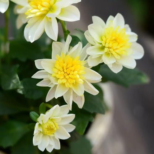 tuberi di dalia facile coltivare sostenibili giardino balcone vaso 1pcs