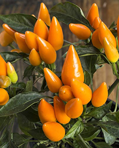 Seedeo® Chili Capela orange (Capsicum frutescens) 30 Samen BIO
