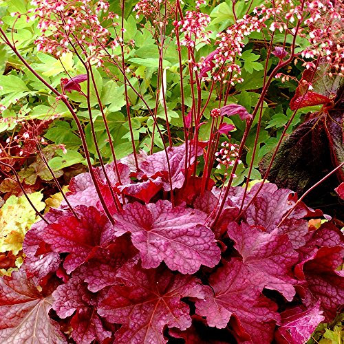 Heuchera Varieties - 1 Plant - Blanket Flower Outdoor Herbaceous in 9cm Pot (Berry Smoothie)