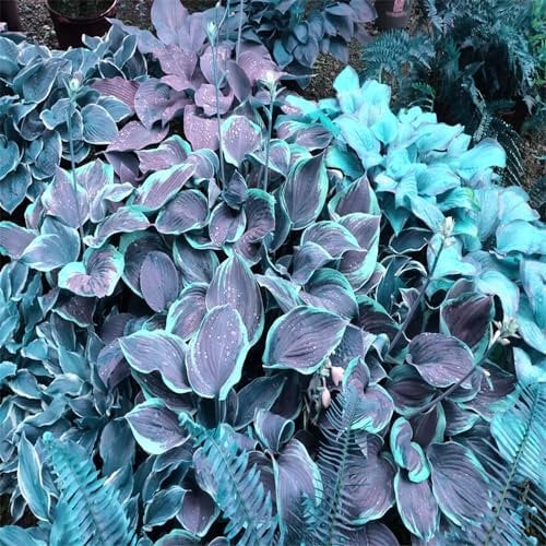 YGHESFDE Hosta pflanze winterhart,funkien hosta winterhart,hosta knollen mix-8knollen-E
