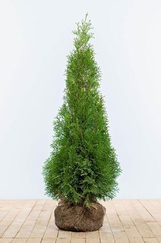 Lebensbaum ‚Smaragd‘ – Thuja occidentalis – Heckenpflanze – Auswahl der Höhe 60–225 cm – immergrün & robust – ideal für dichte Hecken und Sichtschutz (Variante 100-120cm)