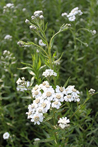 WASSERPFLANZEN WOLFF - Achillea ptarmica - Sumpf- Schafgarbe - STAUDE DES JAHRES 2021! - Qualitätsstaude durchwurzelt im 9x9 cm Topf - Bienenweide!