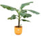 Bananenpflanze - Musa - Zimmerpflanze - Ø23cm - ↨100 cm + Topf Jazz Gelb
