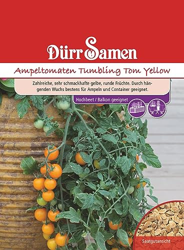 Gelbe Tomaten Samen Ampeltomate Tumbling Tom Yellow Tomatensamen ca 10 Korn Saatgut Robust Ertragreich Garten Hochbeet Kübel Dürr Samen