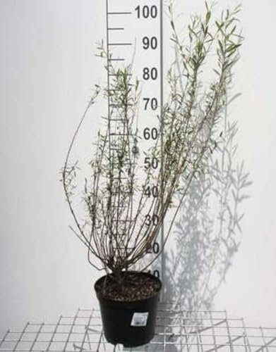 Salix purp. 'Nana' ('gracilis') - Weide 50-60 cm - Container