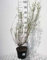 Salix purp. 'Nana' ('gracilis') - Weide 50-60 cm - Container