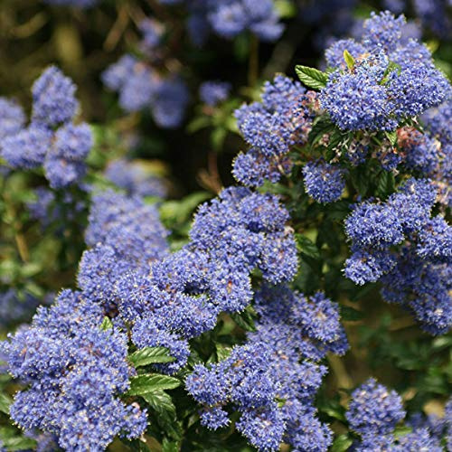 Säckelblume 'Concha' - Ceanothus 'Concha' - 30-40 cm Topf - Blaue Blüten, attraktiv für Vögel