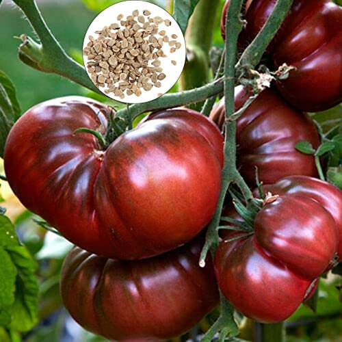 Semillas de tomate, negro, buena cosecha, bajo en grasa, semillas de vegetales para plantar