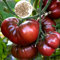Semillas de tomate, negro, buena cosecha, bajo en grasa, semillas de vegetales para plantar