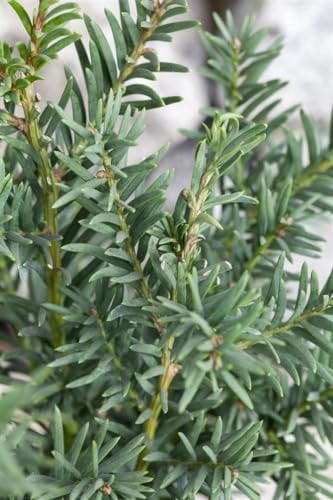 Taxus baccata 'Fips' 25-30 cm - Eibe, immergrün, ideal für Hecken und Kübel, schnittverträglich, winterhart
