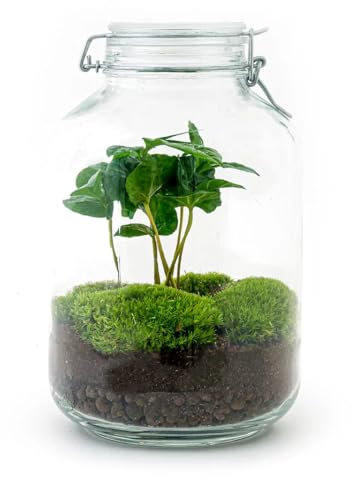 urbanjngl - urbanjngl.com - Jar Bonsai - Flaschengarten - DIY Terrarium mit Pflanzen im Glas - Ø 18 cm ↑ 28 cm