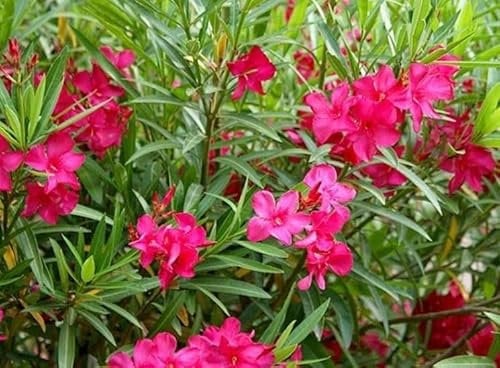 Vivaio Garden Forest, Oleandro Nerium oleander - Arbusto sempreverde mediterraneo, Resistente a caldo e salsedine, Ideale siepi e bordure, 50 piante colori assortiti