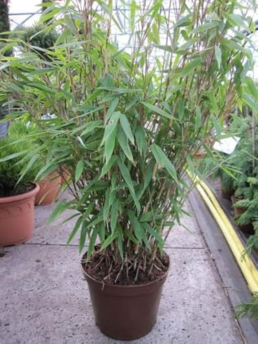 Fargesia nitida Winter Joy - Gartenbambus Winterjoy Größe 80-100 cm
