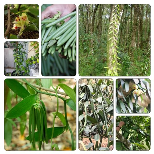 orchidea vaniglia - Vanilla planifolia estivi semi d'appartamento esotiche giardino selvatici balcone giardino 200pcs