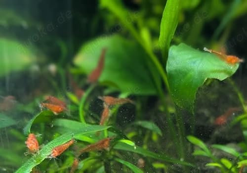 Generisch Red Fire -Garnelen für Aquarien, 10 Stück, Neocaridina davidi