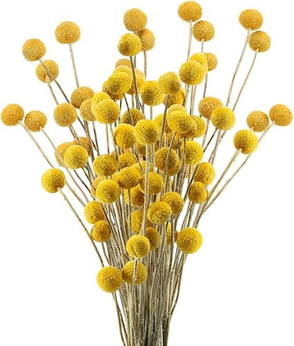 Minnhua 30PCS Fiori Secchi Decorativi Craspedia Secca Fiore Secco | Naturale Giallo Billy Button Palline Pianta per Decorazione Matrimonio Casa Tavolo Vaso Organizzazione Fiori Floreale
