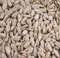 20kg Sunflower Hearts wild Bird Food – High Energy Bird Seed, Premium Sunflower Seeds & Food for Wild Birds (20kg)