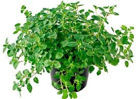 Orégano Planta Natural Pequeña Con Maceta - Planta Aromática y Culinaria