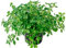 Orégano Planta Natural Pequeña Con Maceta - Planta Aromática y Culinaria