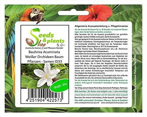 Stk - 10x Bauhinia Acuminata Weißer Orchideen Baum Pflanzen - Samen ID33 - Seeds & Plants Shop by Ipsa