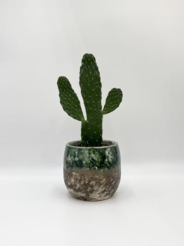 Epiphyllum anguliger Moon Cactus - Maceta colgante de 15 cm