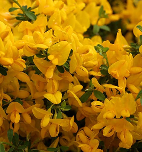 Sandginster Lemon Spreader 20-30cm - Genista pilosa