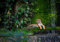 wandmotiv24 Fototapete Wald mit Tiger, Urwald, 200 x 140cm - selbstklebende Vliestapete 150g, Wanddeko, Wandbild, Wandtapete, Dschungel, Raubkatze, Wasser M5732
