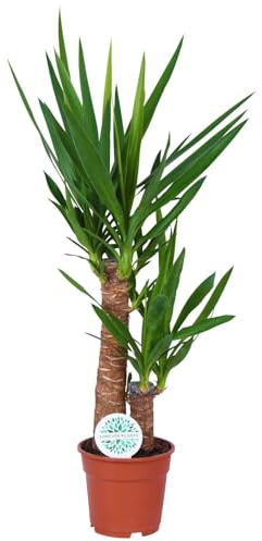 Palmlilie, Topf-Ø 17 cm, Höhe ca. 60-80 cm