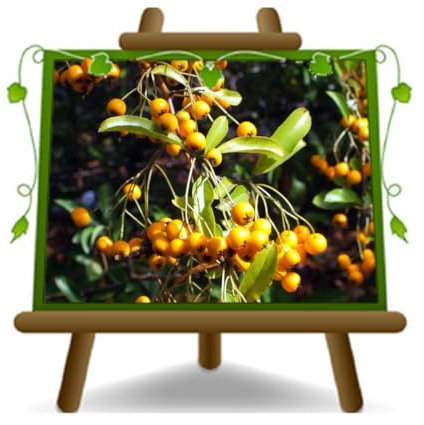 Pyracantha Soleil d'or Heckenpflanze Höhe: 80-100 cm Topf: 18 cm