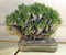 Tylecodon wallichii 10 Samen - Sukkulente, Zimmerpflanzen