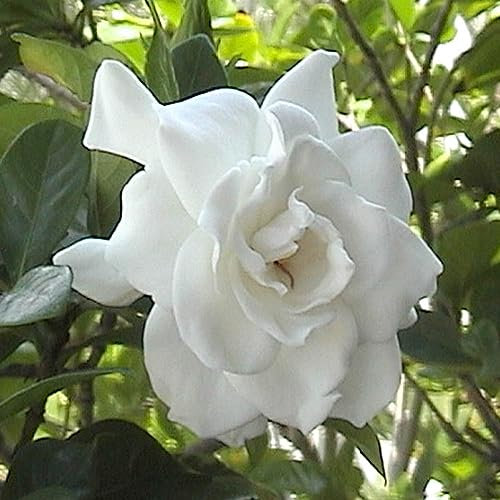 You Garden - Winter Hardy Gardenia 'Crown Jewel' Flowering Shrub Plant x 3 in 9cm Pots