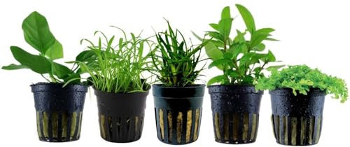 AquaOne Aquarium Pflanzen I 5X Wasserpflanzen I Vordergrund Aquarienpflanzen I Anubias Lilaeopsis Staurogyna Micranthemum I Set mit 5 Vordergrundpflanzen