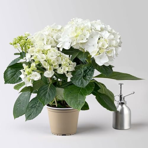 Hortensie Hovaria® 'Holibel' weiß, Topf-Ø 14 cm, Höhe ca. 40 cm