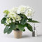 Hortensie Hovaria® 'Holibel' weiß, Topf-Ø 14 cm, Höhe ca. 40 cm