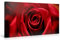 PICANOVA – Stunning Red Rose 100x50cm – Premium Leinwanddruck – Kunstdruck Auf 2cm Holz-Keilrahmen Für Schlaf- Und Wohnzimmer